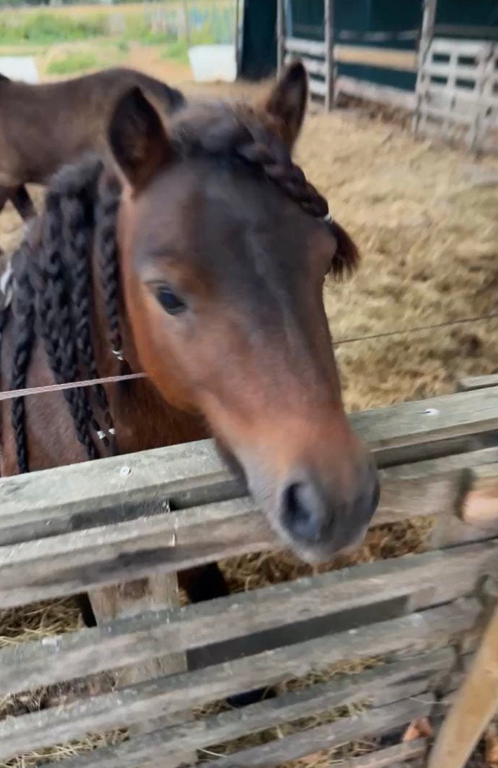 Lief duo, Dieren en Toebehoren, Ophalen of Verzenden