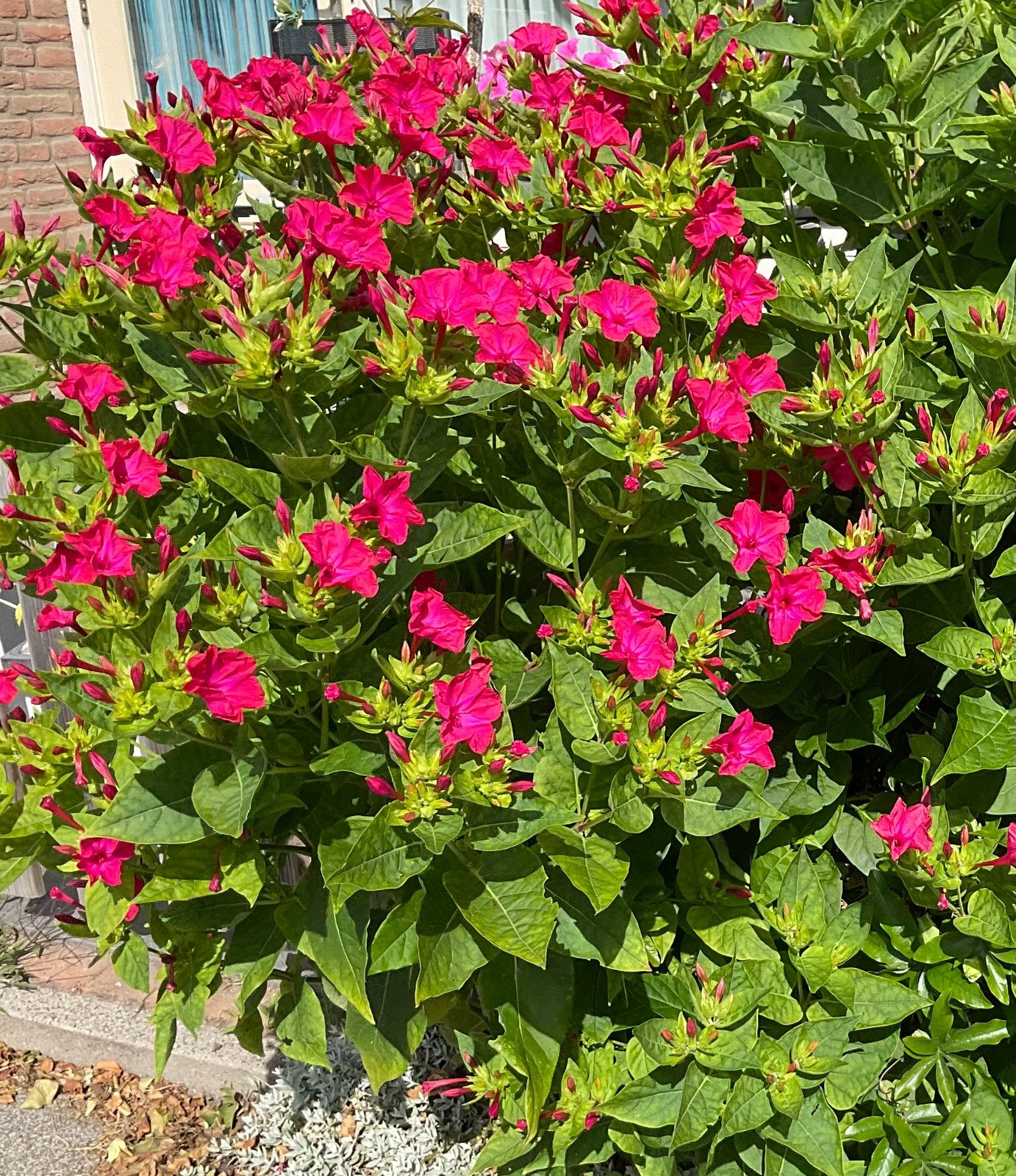 GRATIS, Ophalen, Overige soorten, Volle zon