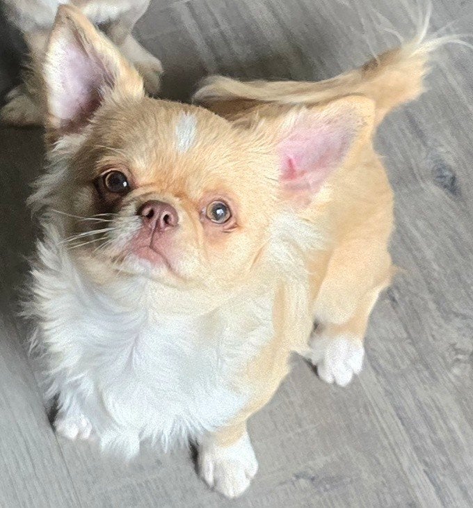 super mooie reu te koop van 7 maanden oud, Dieren en Toebehoren, 15 weken tot 1 jaar, Reu, Eén hond, Chihuahua