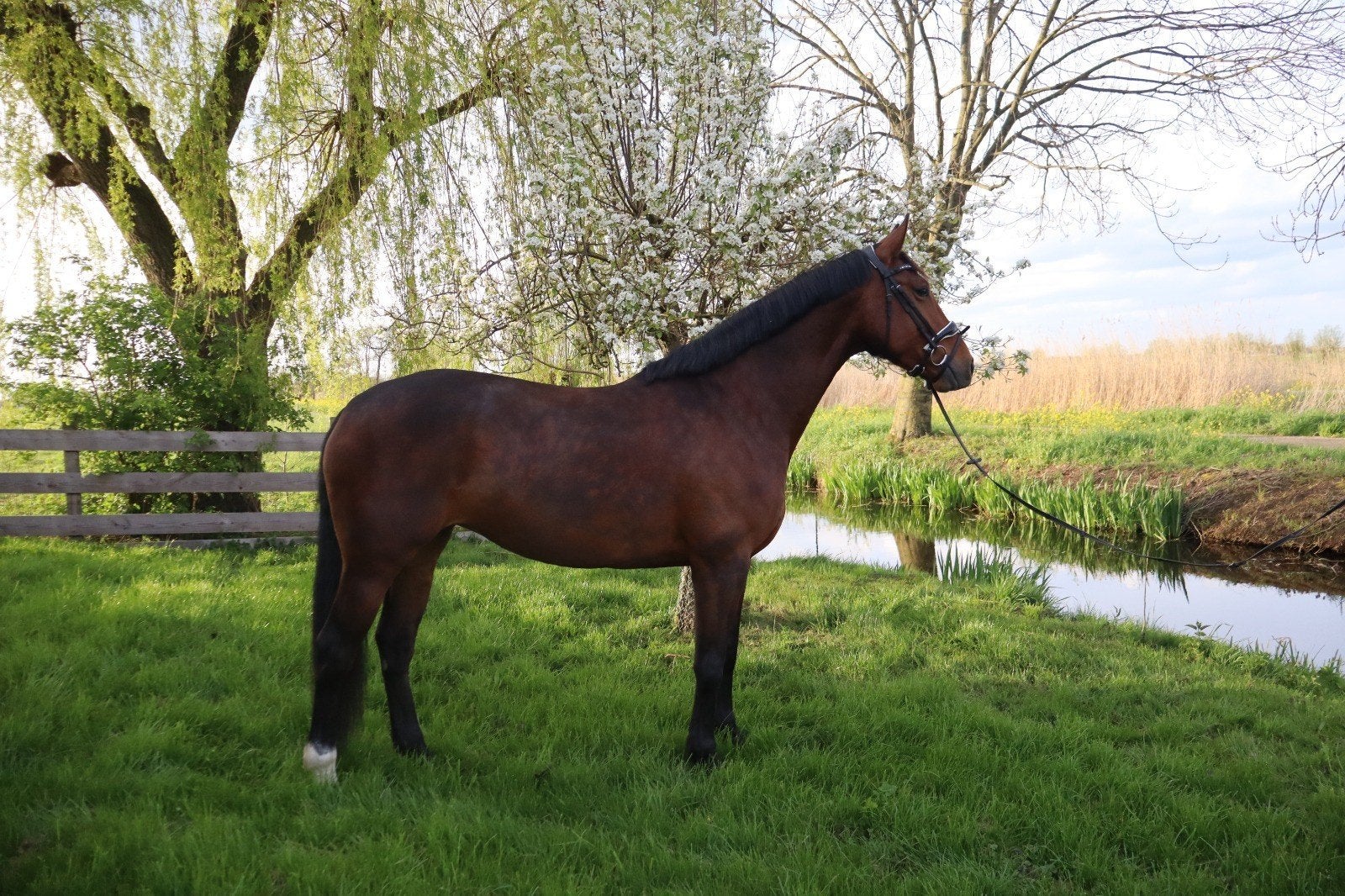 Leuke, betrouwbare 5-jarige merrie, Dieren en Toebehoren, Paarden, Merrie, Met stamboom, Dressuurpaard, 3 tot 6 jaar