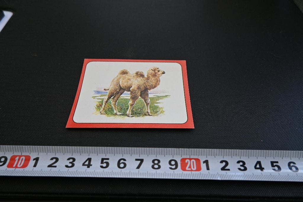 sticker panini baby zoo # 15 strip kameel, Ophalen, Zo goed als nieuw