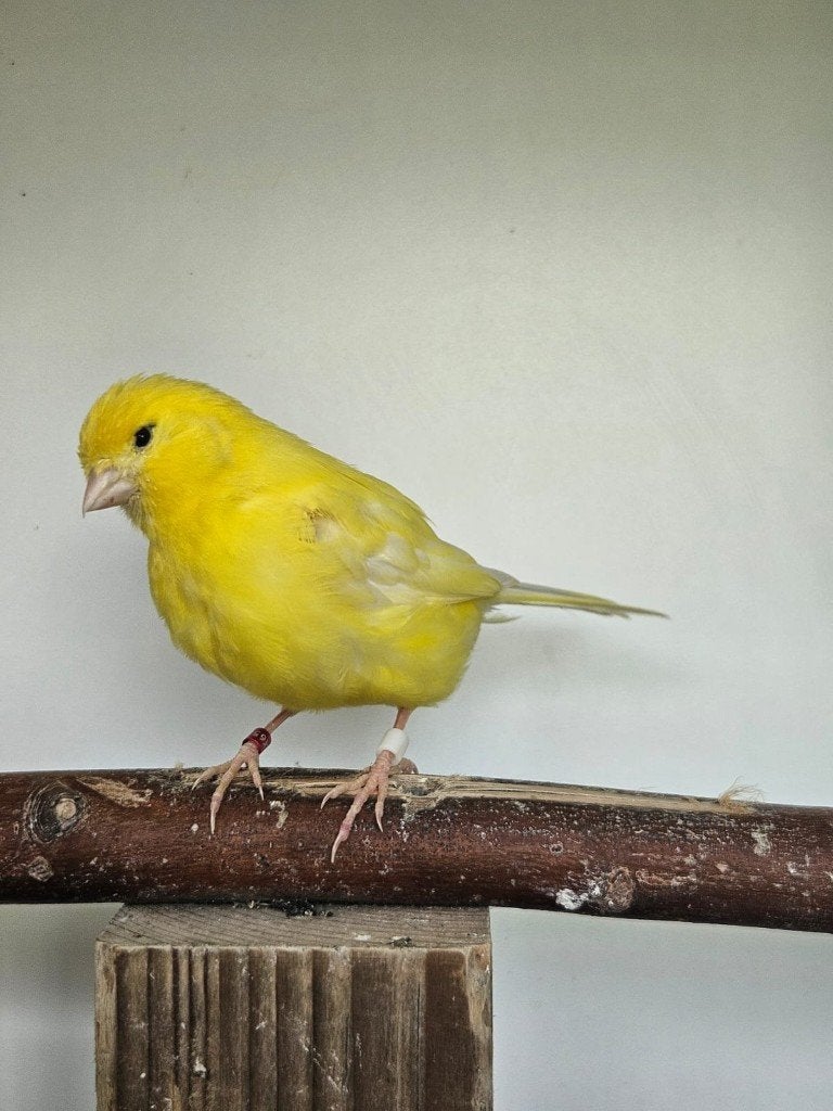 Riesenschnauzer zoekt een huisje! (Kanarie), Mannelijk, Tropenvogel, Geringd