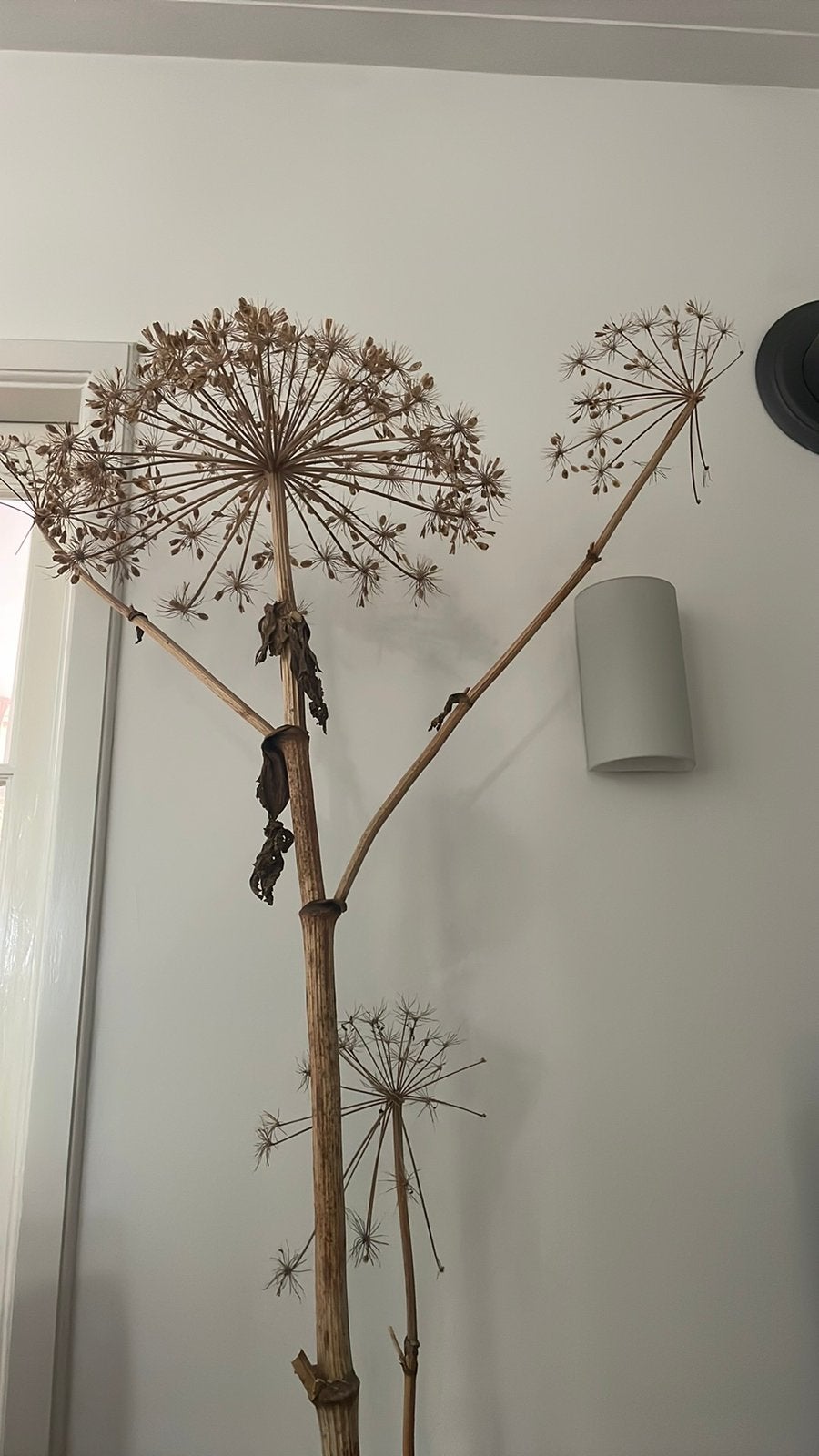 Gedroogde  Reuze Berenklauw, Huis en Inrichting, Woonaccessoires | Droogbloemen, Ophalen, Gebruikt