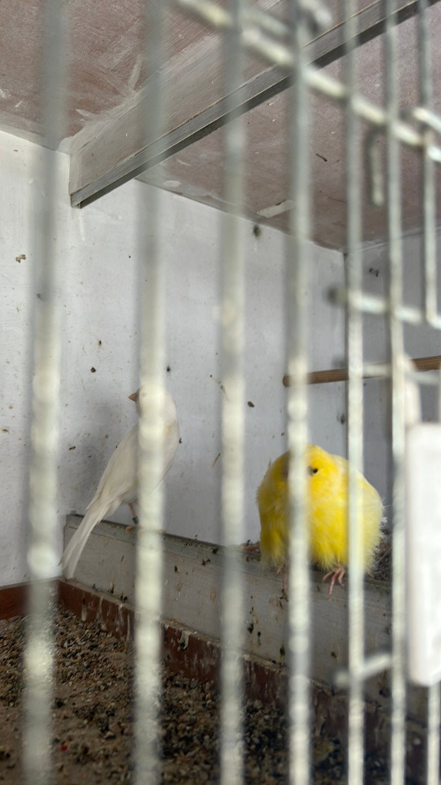 1-1 kanarie 2025, Meerdere dieren, Kleurkanarie