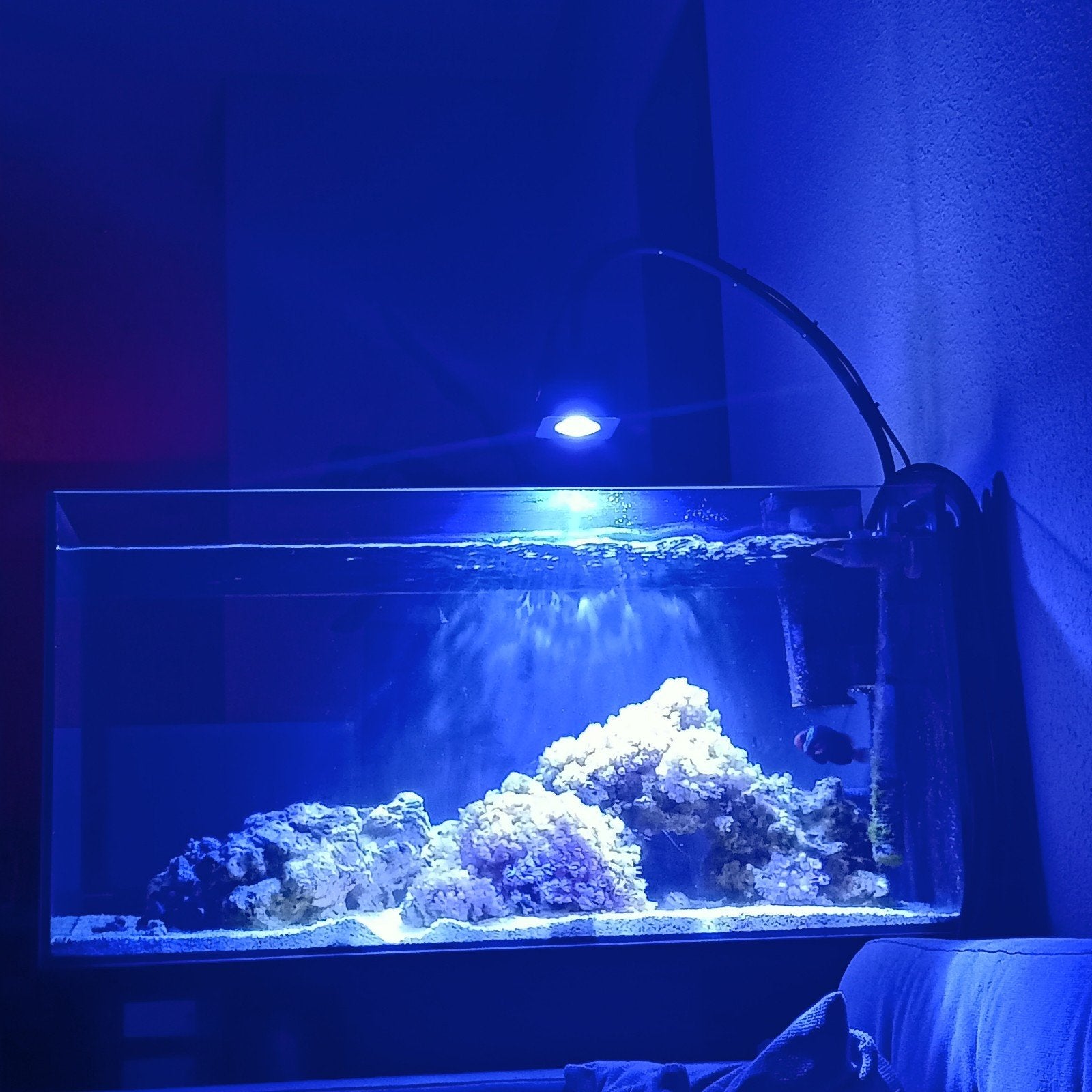 Complete Zeeaquarium Set – Instapklaar Marine Aquarium, Ophalen, Inclusief vissen, Zo goed als nieuw, Gevuld zeewateraquarium