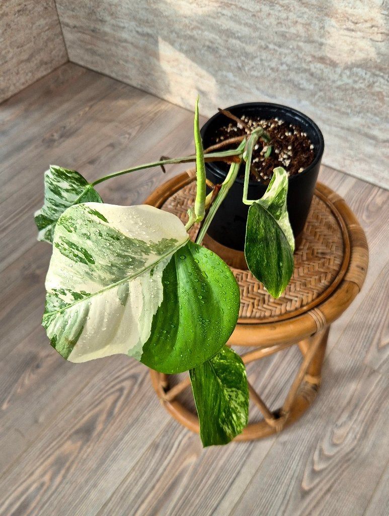 Monstera Variegata Marbled Albo, Ophalen, Halfschaduw, Minder dan 100 cm