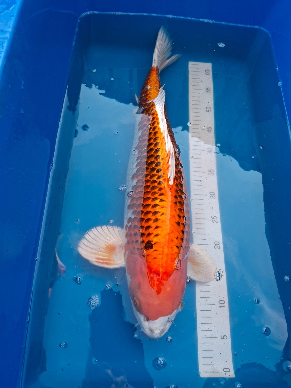 Japanse koi karper, Dieren en Toebehoren, Vissen | Vijvervissen, Karper of Koi