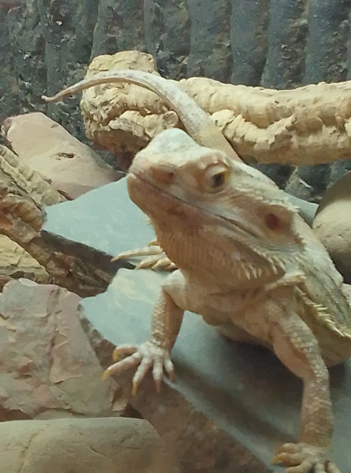 koppel baardagamen, Hagedis, Met terrarium, 0 tot 2 jaar