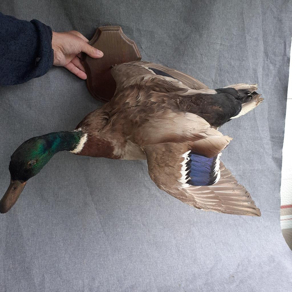 Opgezette wilde eend, Man, wanddecoratie (gereserveerd), Ophalen of Verzenden, Vogel, Opgezet dier