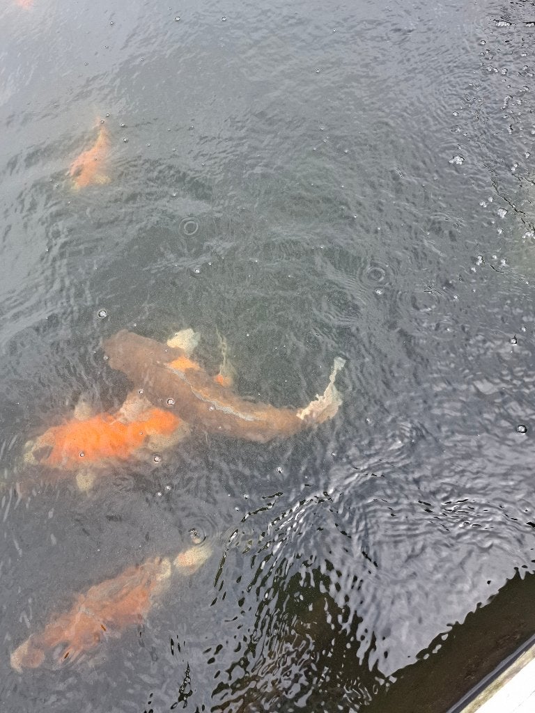 Koi karpers, Dieren en Toebehoren, Karper of Koi