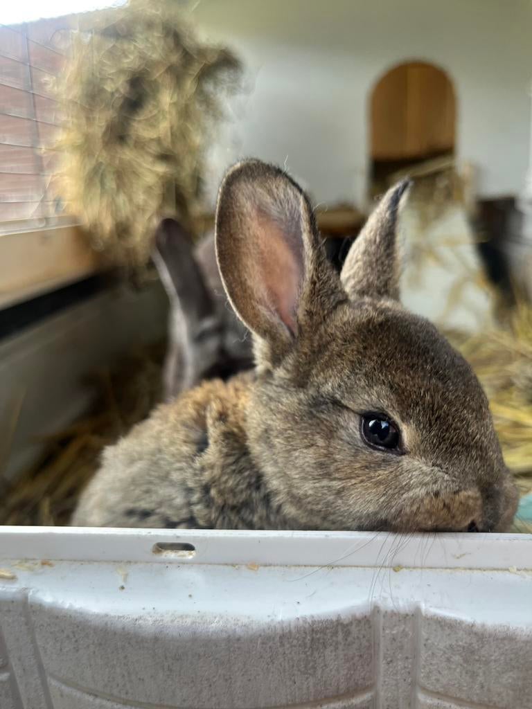 Baby konijnen (mini rex), Dieren en Toebehoren, Konijnen, Meerdere dieren