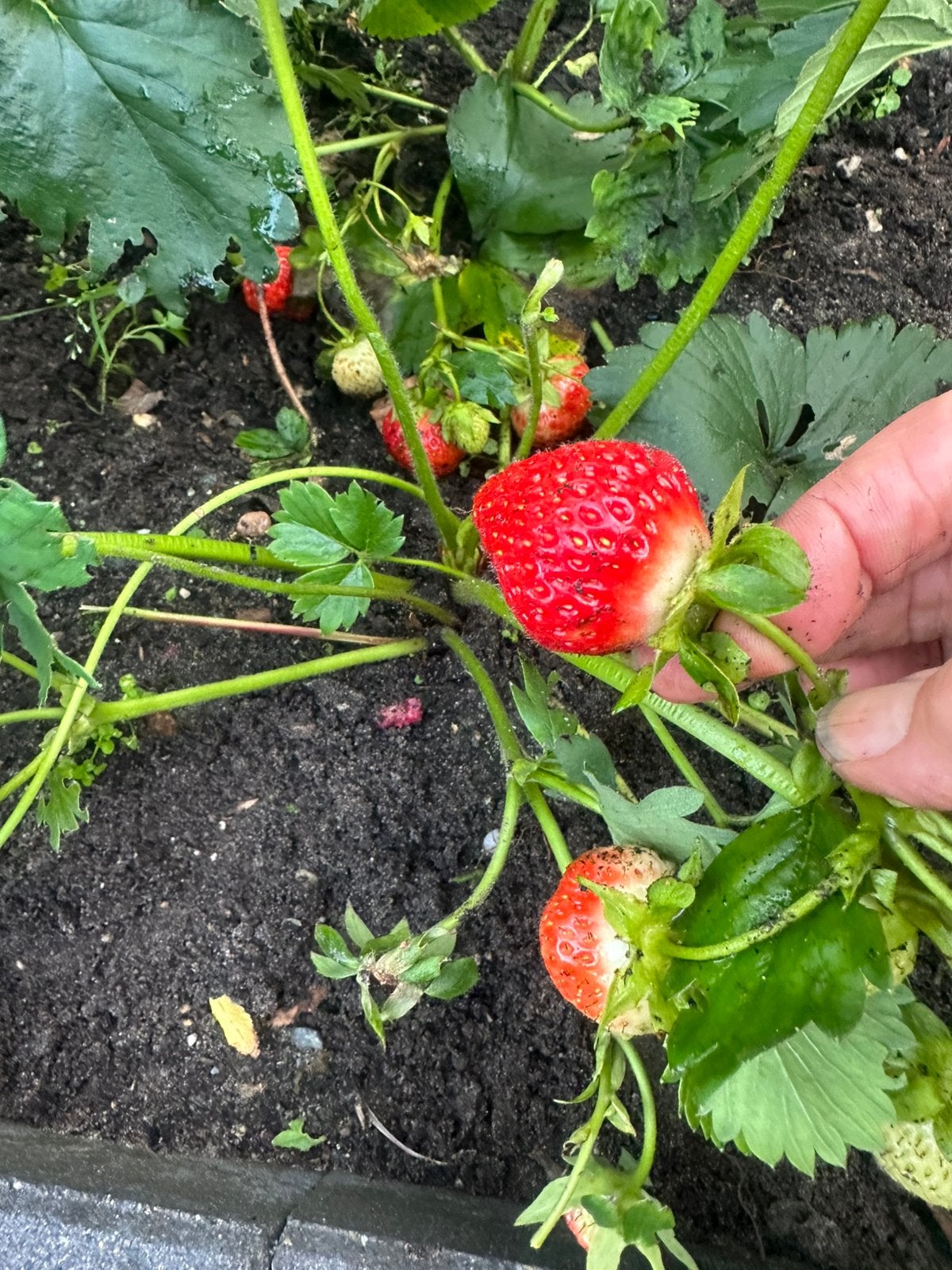 Pick & Joy – Plukgroenten – Aardbeien, Ophalen, Volle zon