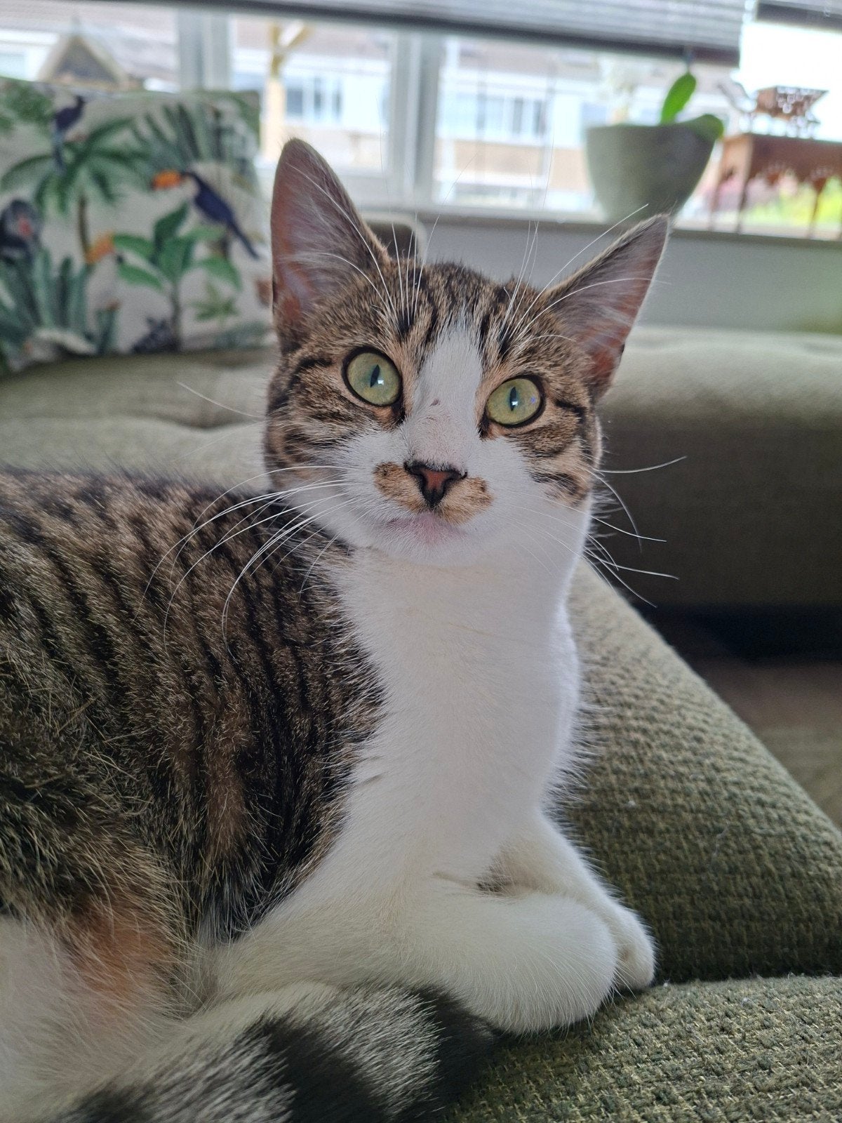 Nieuw huis gezocht voor Misty, Dieren en Toebehoren, Katten en Kittens | Overige Katten, Poes, Kortharig, 0 tot 2 jaar