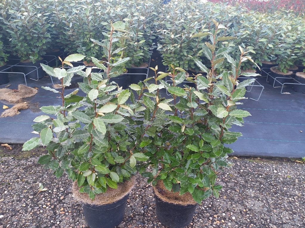 Elaeagnus Compacta 80cm en Ebbingei 100cm €12,50, Ophalen, Volle zon
