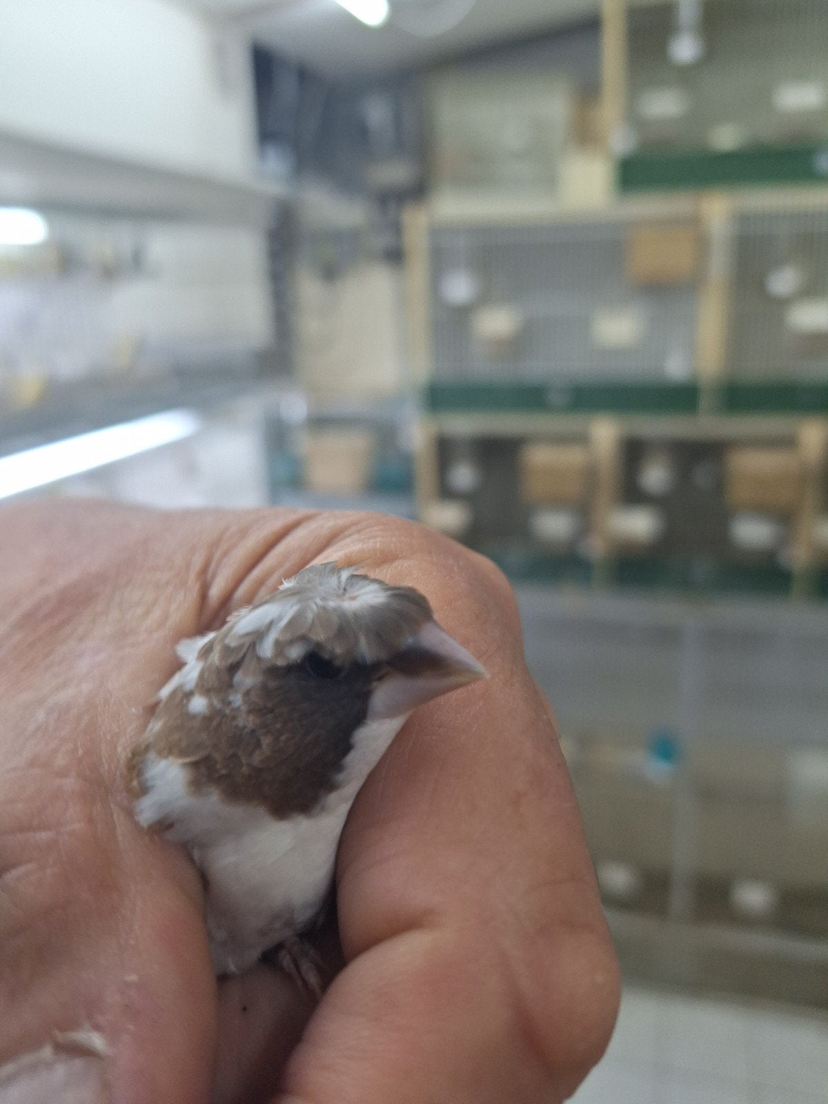 Gekuifde japanse meeuwen, Dieren en Toebehoren, Meerdere dieren, Tropenvogel
