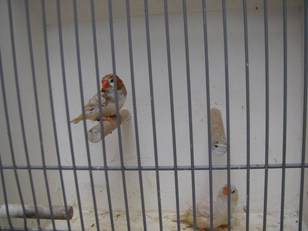 koppel isabel zebravinken, Dieren en Toebehoren, Vogels | Overige Vogels, Meerdere dieren