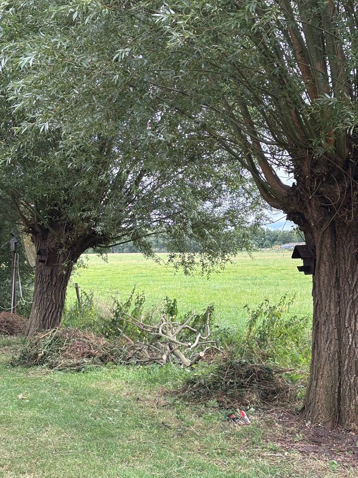 Verse wilgentakken voor diverse doeleinden, Tuin en Terras, Planten | Struiken en Hagen, Ophalen, Overige soorten, Struik, 250 cm of meer