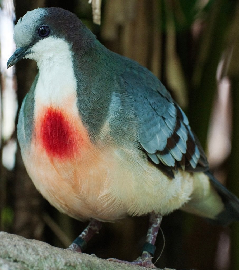 Koppel dolksteek duiven, Meerdere dieren