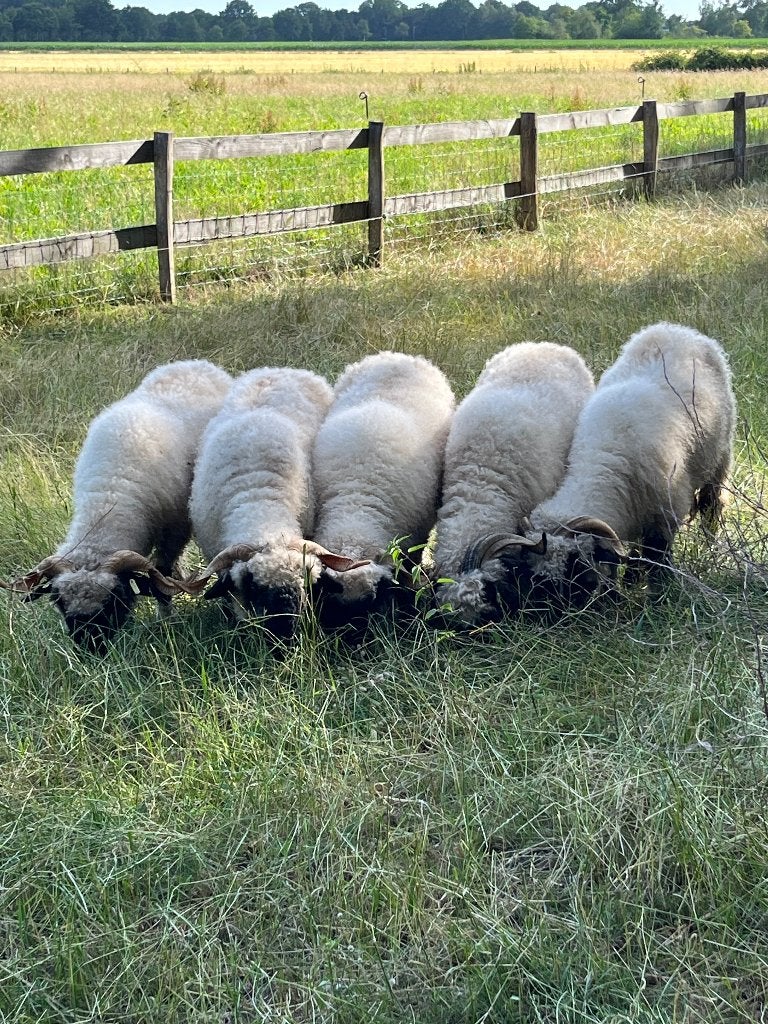 Walliser ARR/ARR Wallisers Schwarznase zwoegervrij, Dieren en Toebehoren, Meerdere dieren, Schaap, 3 tot 5 jaar