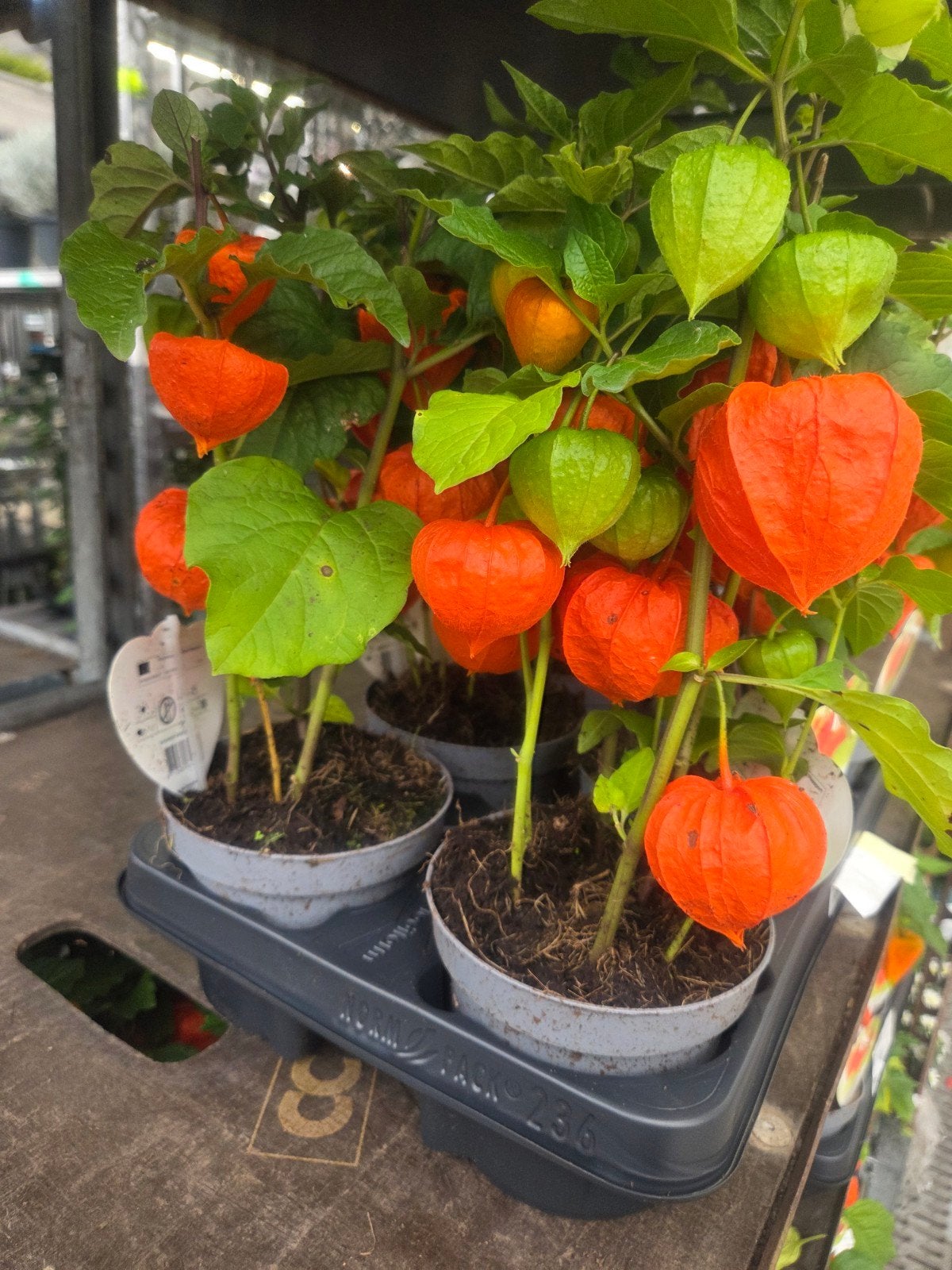6 stuks Physalis planten - Rechtstreeks van de veiling, Overige soorten, Volle zon, Vaste plant, Ophalen of Verzenden