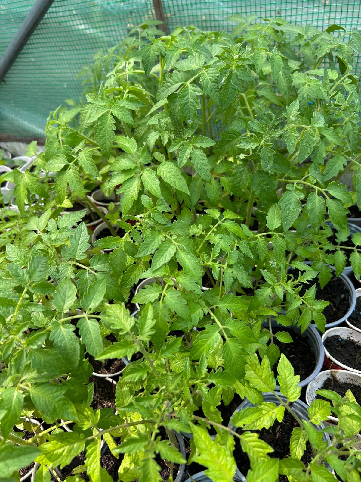 T    Groenten, Ophalen, Eenjarig, Groenteplanten, Volle zon