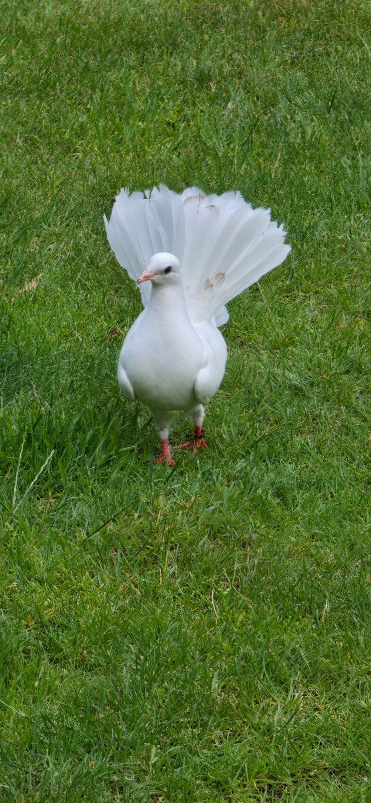 Pauwstaart duif., Geslacht onbekend