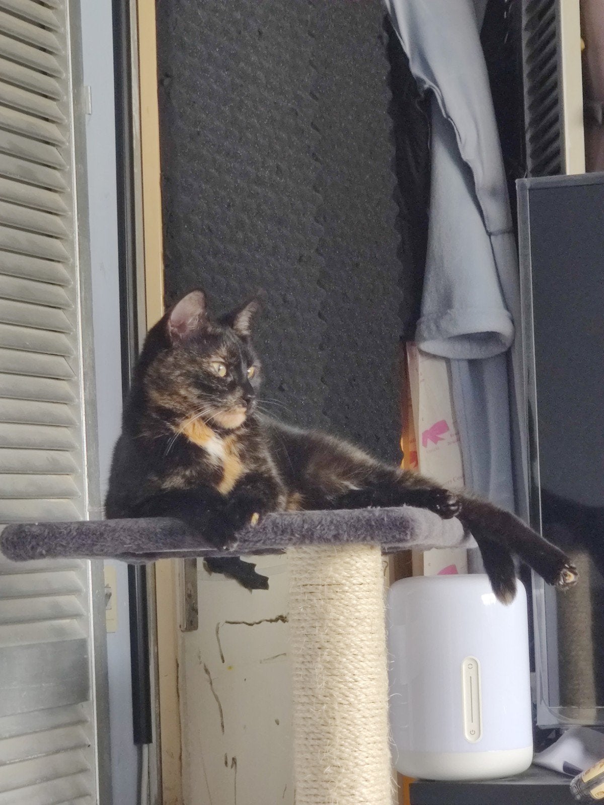 Mijn liefste Pucca moet helaas weg., Poes
