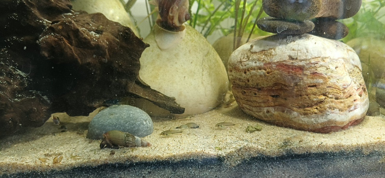 cory's garnalen appelslak eieren, Dieren en Toebehoren, Vissen | Aquariumvissen, Vis