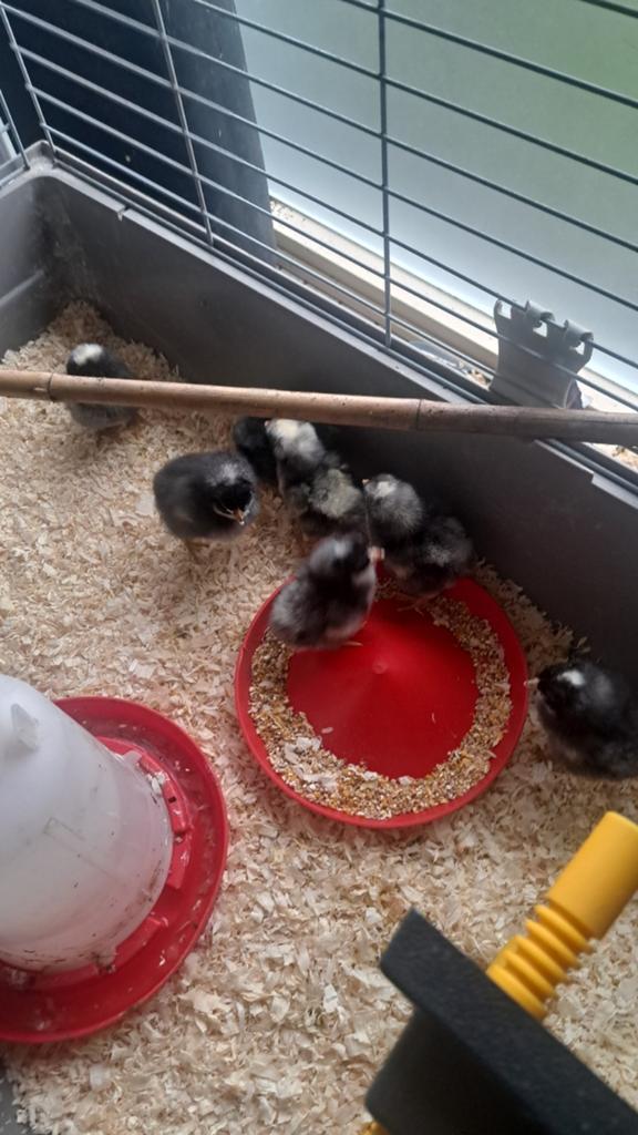 Noord hollandse blauwe haan, Dieren en Toebehoren, Mannelijk, Kip