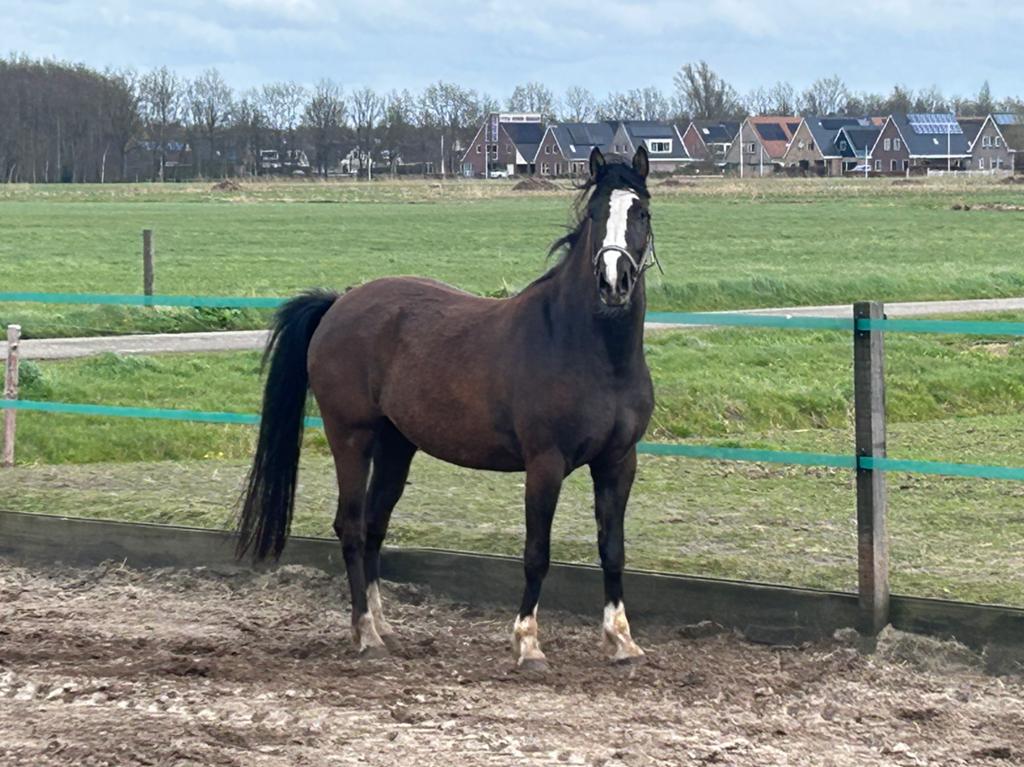 D-pony, Dieren en Toebehoren, Pony's, Merrie, Met stamboom, Dressuurpony, 3 tot 6 jaar