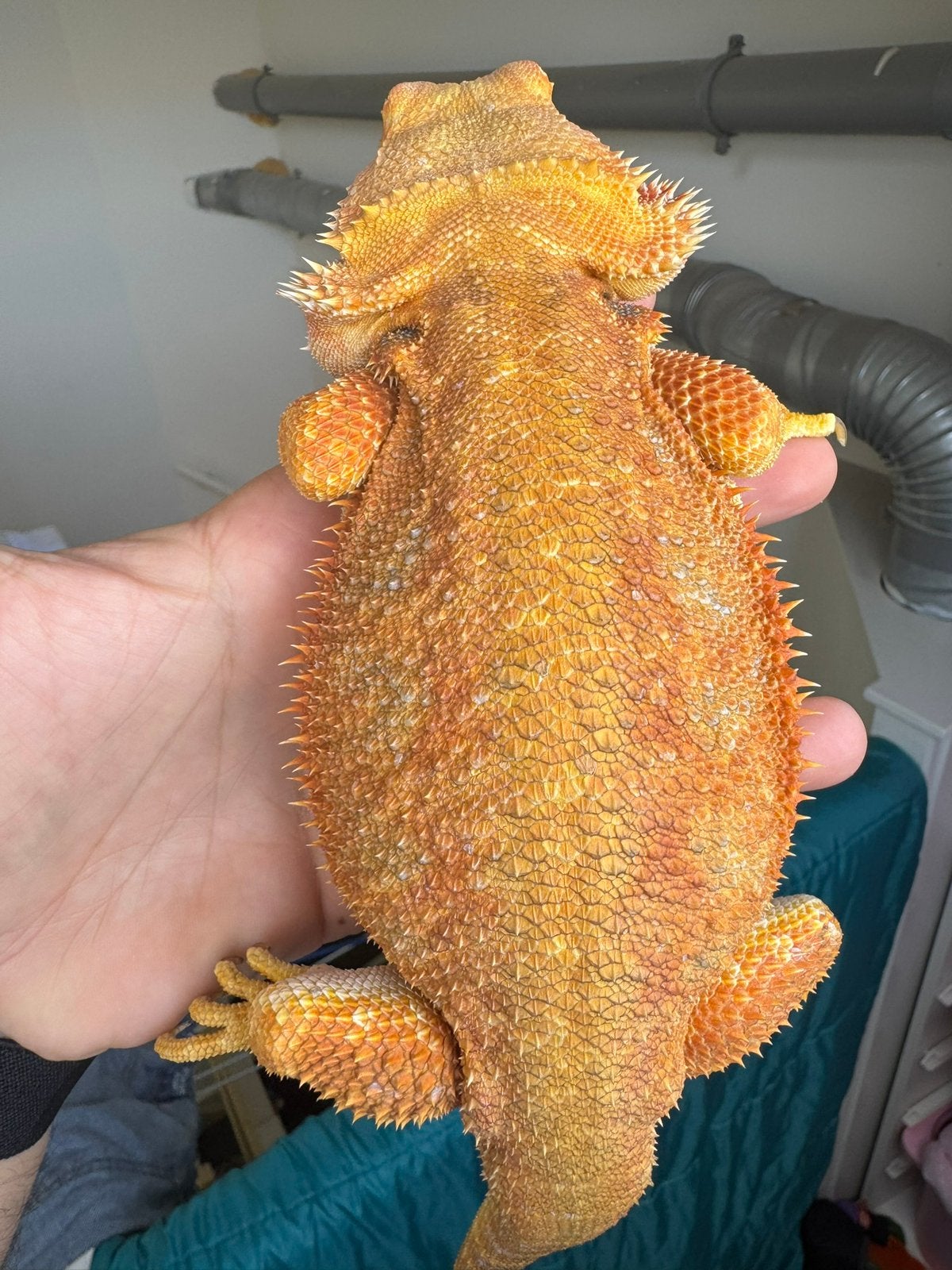 Volwassen red baardagaam vrouw Bearded Dragon photo 3