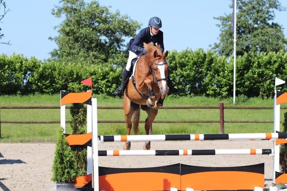 KWPN Elite merrie | v. Arezzo VDL  | 1.66 m, Merrie, Springpaard, Met stamboom, M