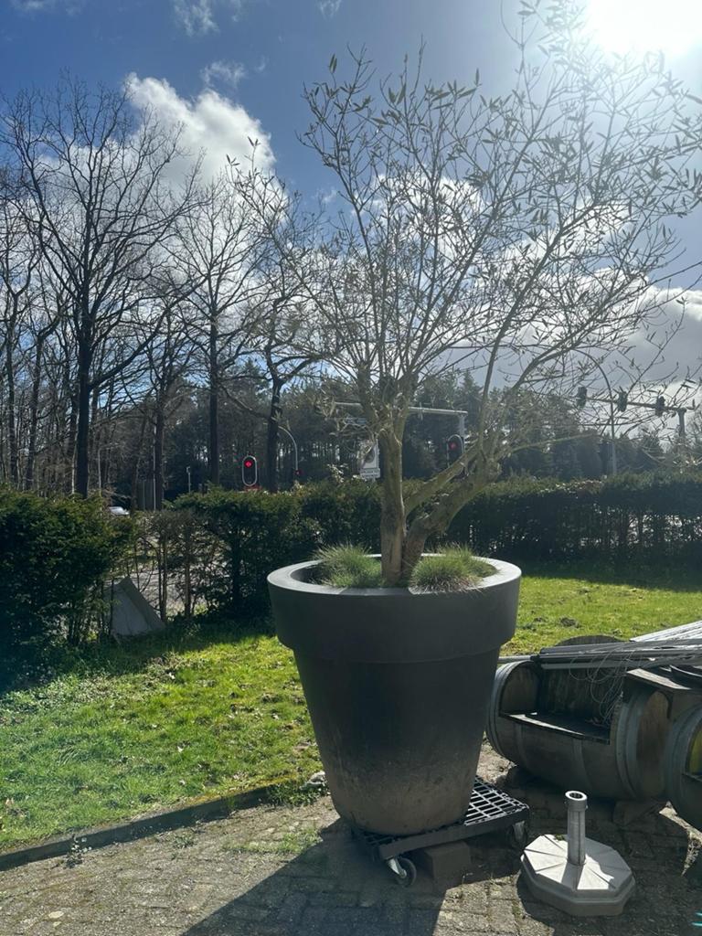 Grote olijfboom met pot, Ophalen of Verzenden