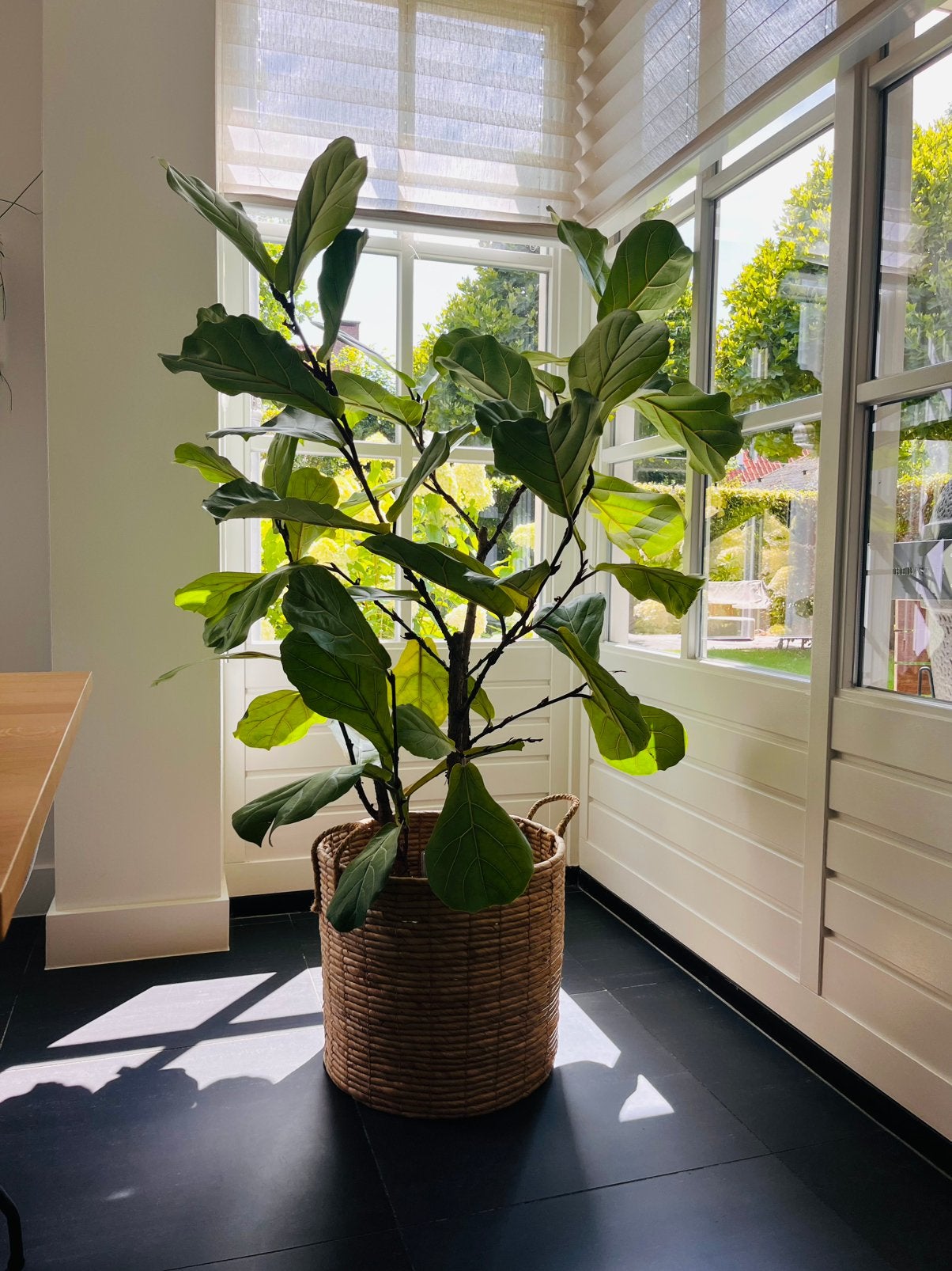 Ficus Lyrata, Huis en Inrichting, Kamerplanten, Ophalen, Ficus, Halfschaduw, 150 tot 200 cm