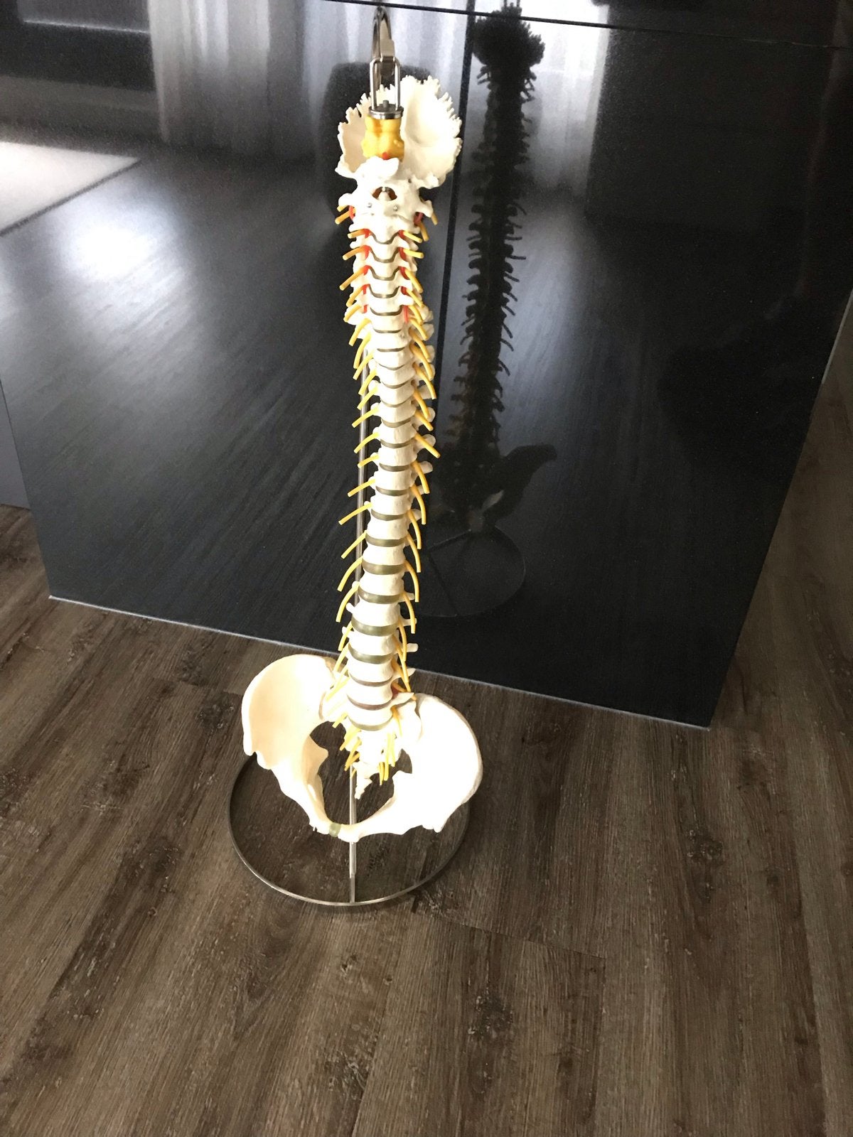 Orthopedisch hulpmiddel voor praktijk uitleg, Ophalen of Verzenden, Gebruikt