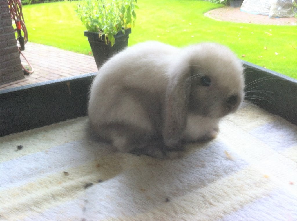 dwergkonijn ned. hangoor sallander, Dieren en Toebehoren, Mannelijk, Dwerg, Hangoor, 0 tot 2 jaar