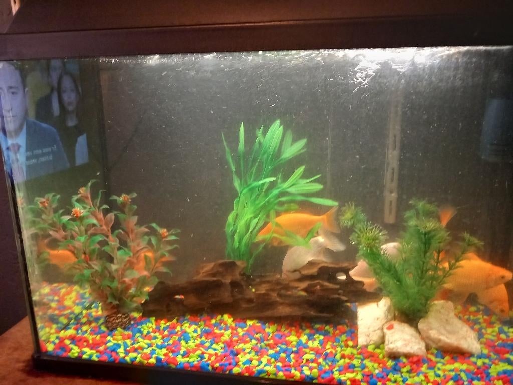 Goudvissen, Dieren en Toebehoren, Vissen | Aquariumvissen, Vis, Zoetwatervis, Schoolvis