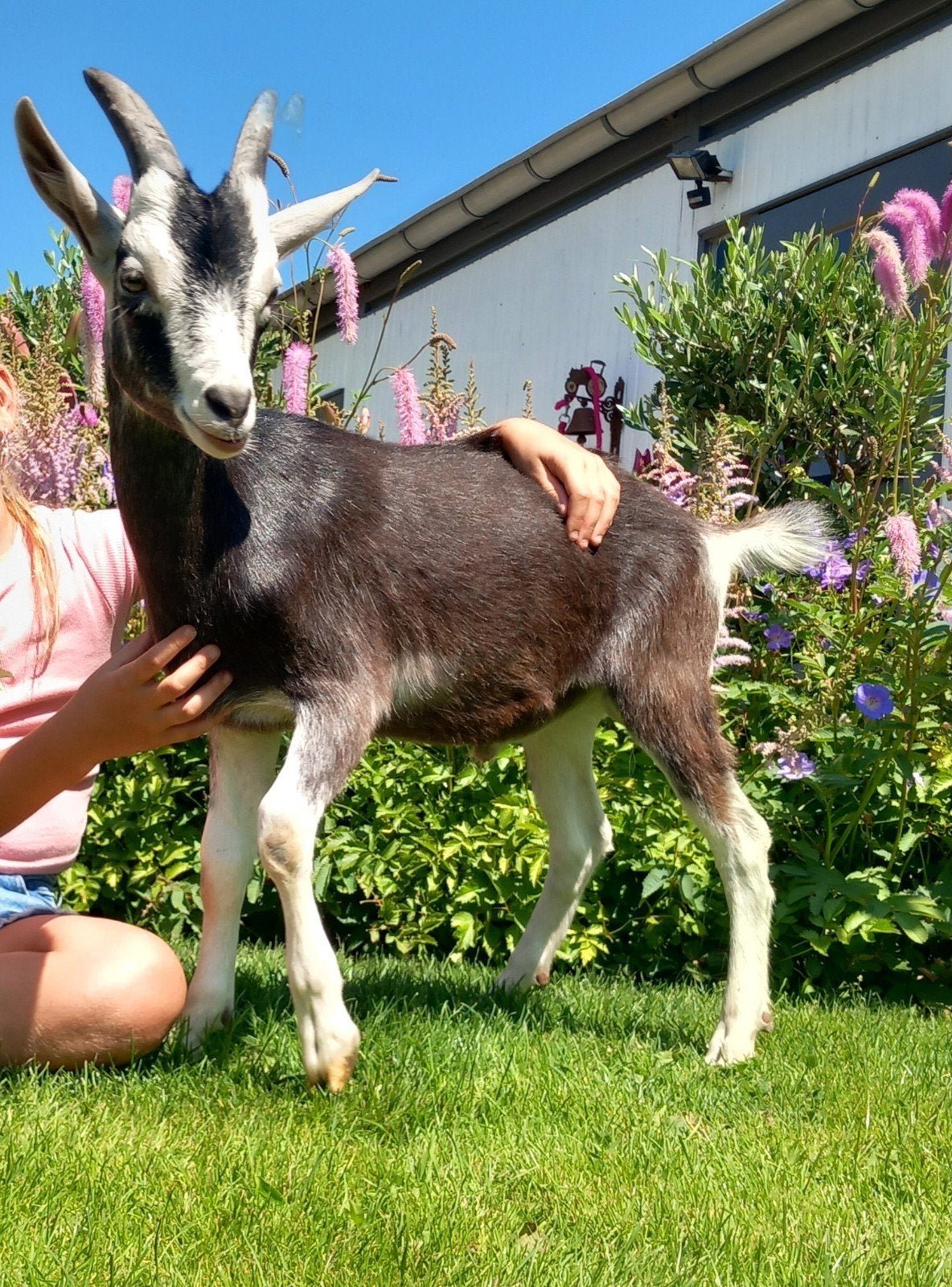 Mooie zuivere Alpine Toggenburger bokje, Dieren en Toebehoren, Schapen, Geiten en Varkens, Mannelijk, Geit