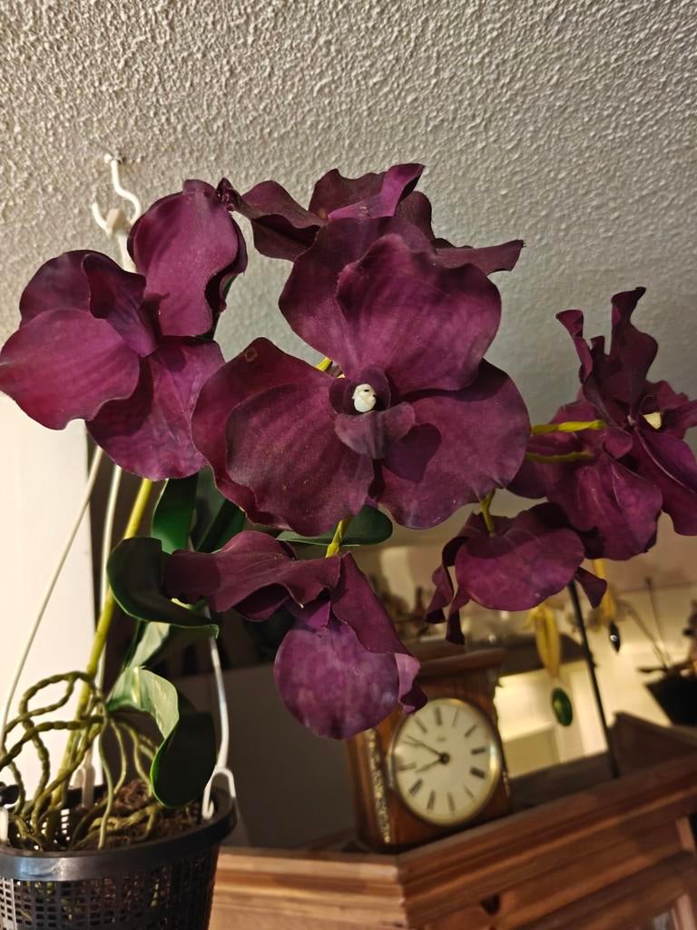 Vanda orchidee van zijde gemaakt in hang potje kleur donker, Ophalen of Verzenden