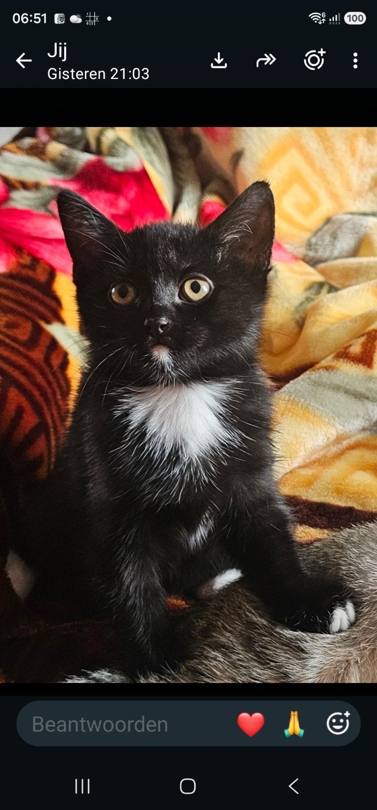 Lieve kittens zoeken een liefdevol thuis! ️, Meerdere dieren