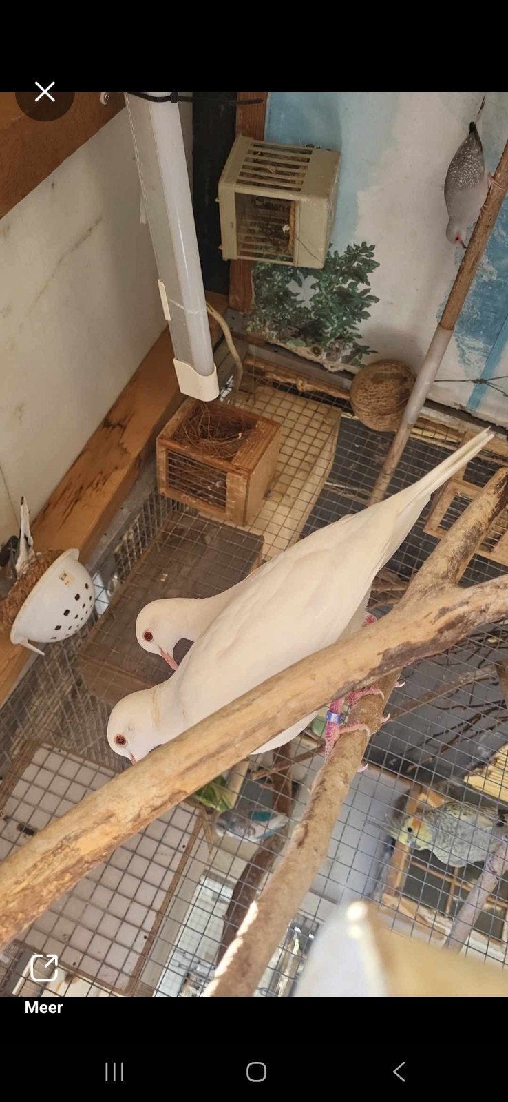 Lachduif, Dieren en Toebehoren, Mannelijk