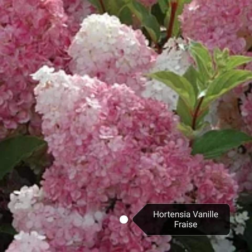 Hortensia Vanille Fraise 6 voor €50.00, Tuin en Terras, Ophalen, Hortensia, Struik, Minder dan 100 cm