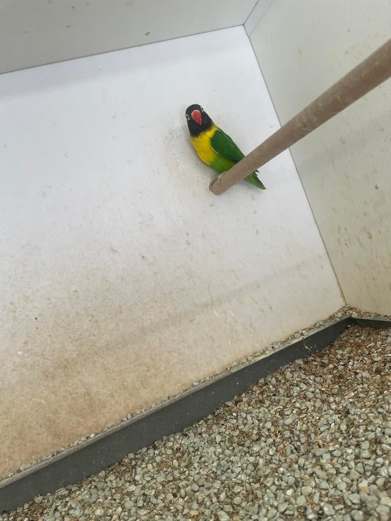 Agapornis Personatus zuiver groen, Dieren en Toebehoren, Geslacht onbekend, Dwergpapegaai of Agapornis