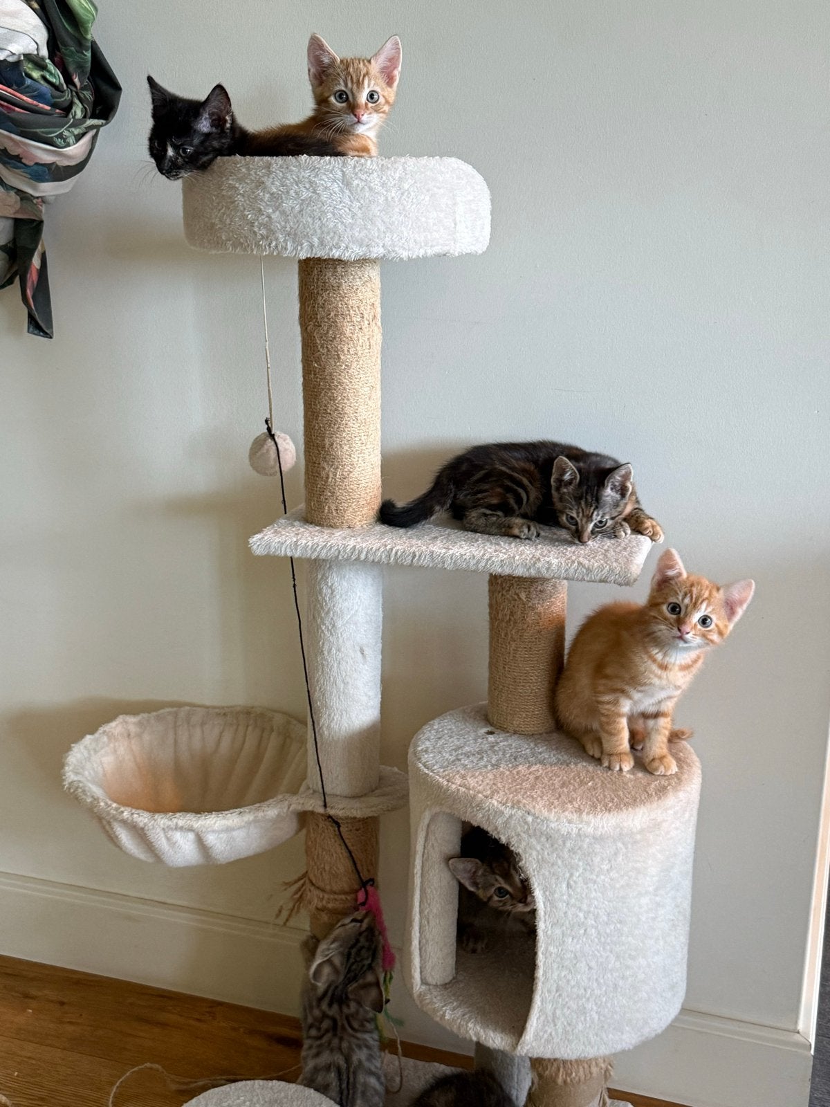 ALLEMAAL VERKOCHT kittens zoeken fijn huis & goed personeel, Meerdere dieren, Kortharig, 0 tot 2 jaar
