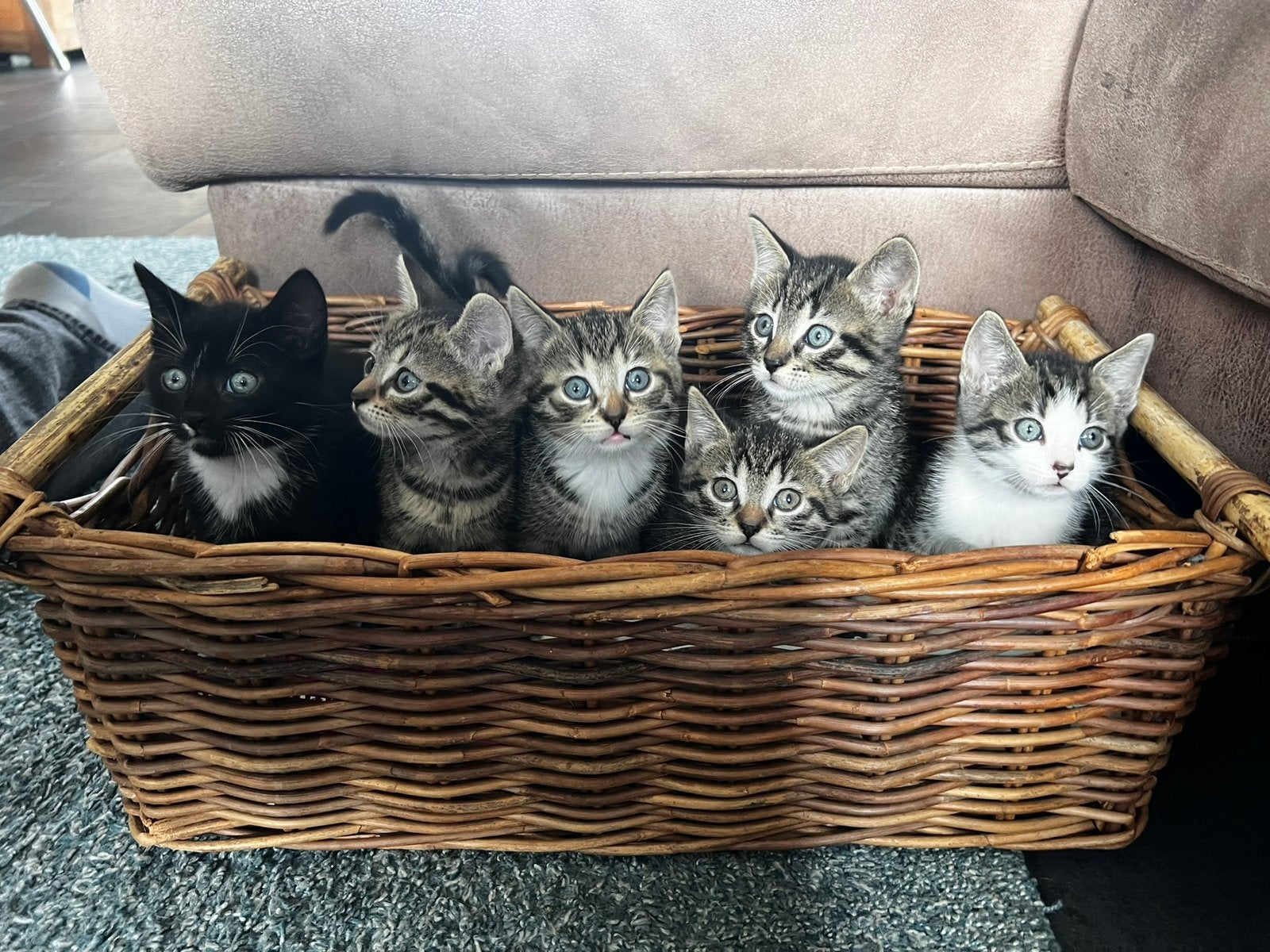 Leuke kittens te koop, Meerdere dieren, Kortharig