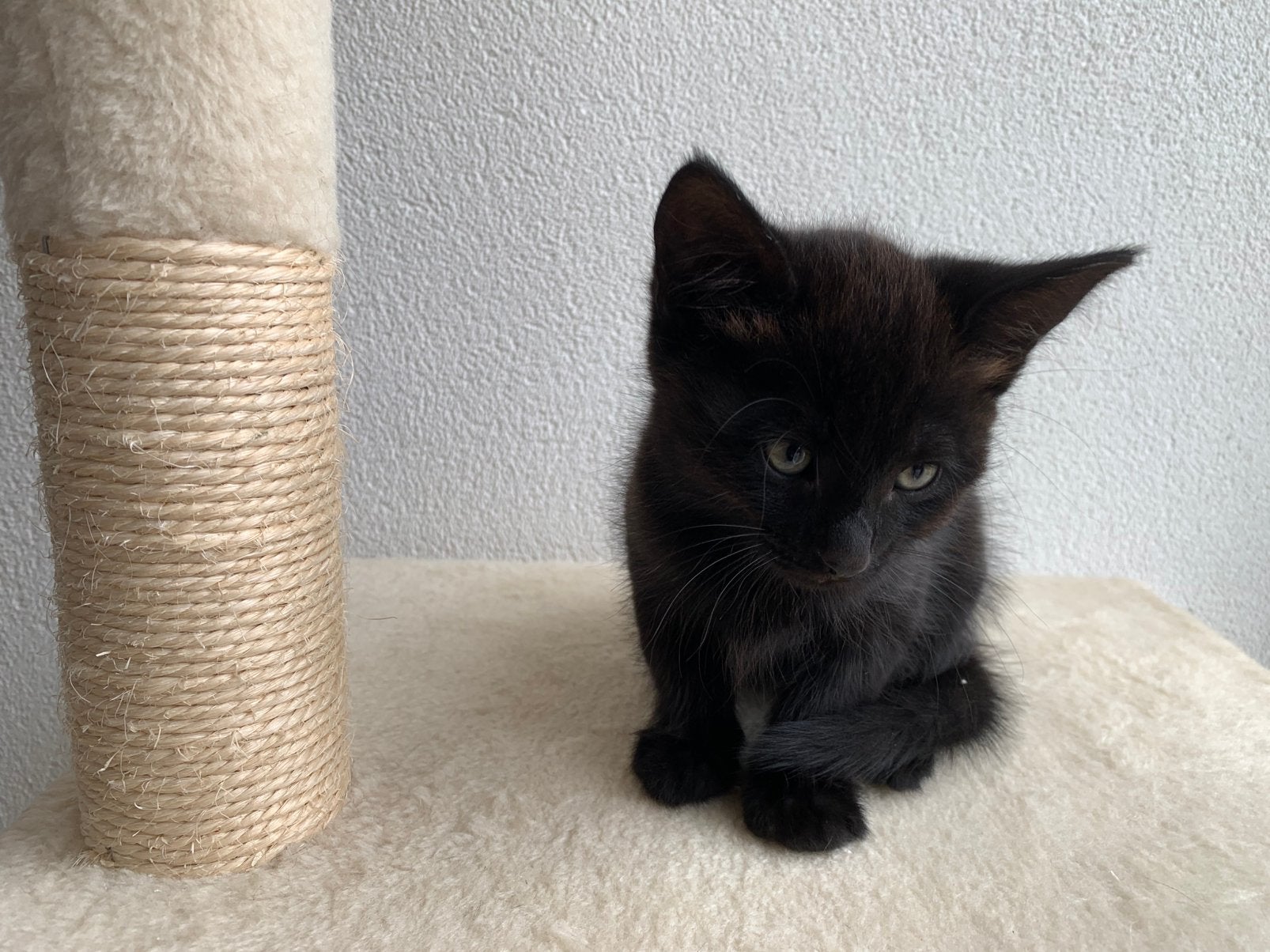 Zwarte kater te koop., Dieren en Toebehoren, Katten en Kittens | Raskatten | Langhaar, Meerdere dieren, Ontwormd