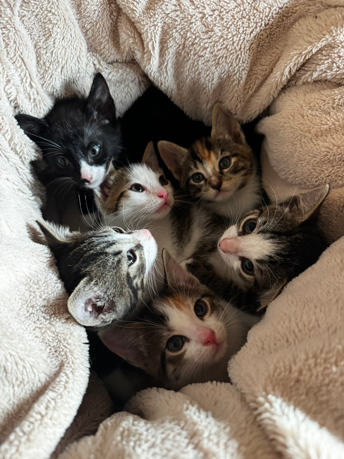 Lieve kittens tekoop, Dieren en Toebehoren, Katten en Kittens | Raskatten | Korthaar, Meerdere dieren, 0 tot 2 jaar