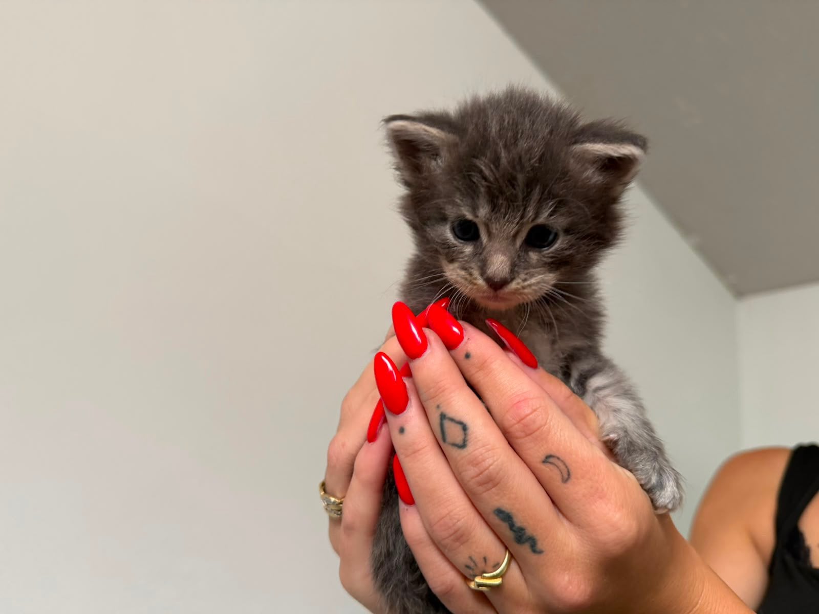 Prachtig nestje maine coon kittens, Dieren en Toebehoren, Katten en Kittens | Raskatten | Korthaar, Meerdere dieren, Ontwormd