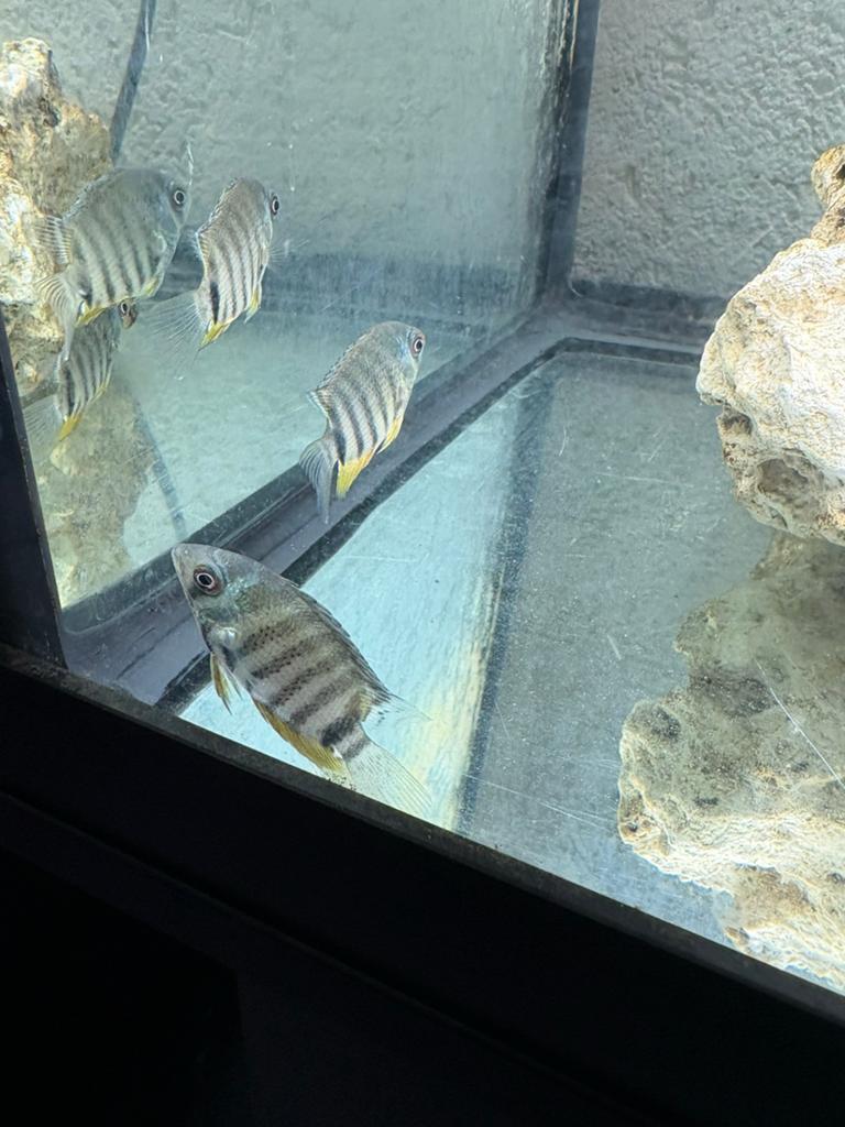 Zuid Amerikaanse Cichliden Heros Severum, Vis
