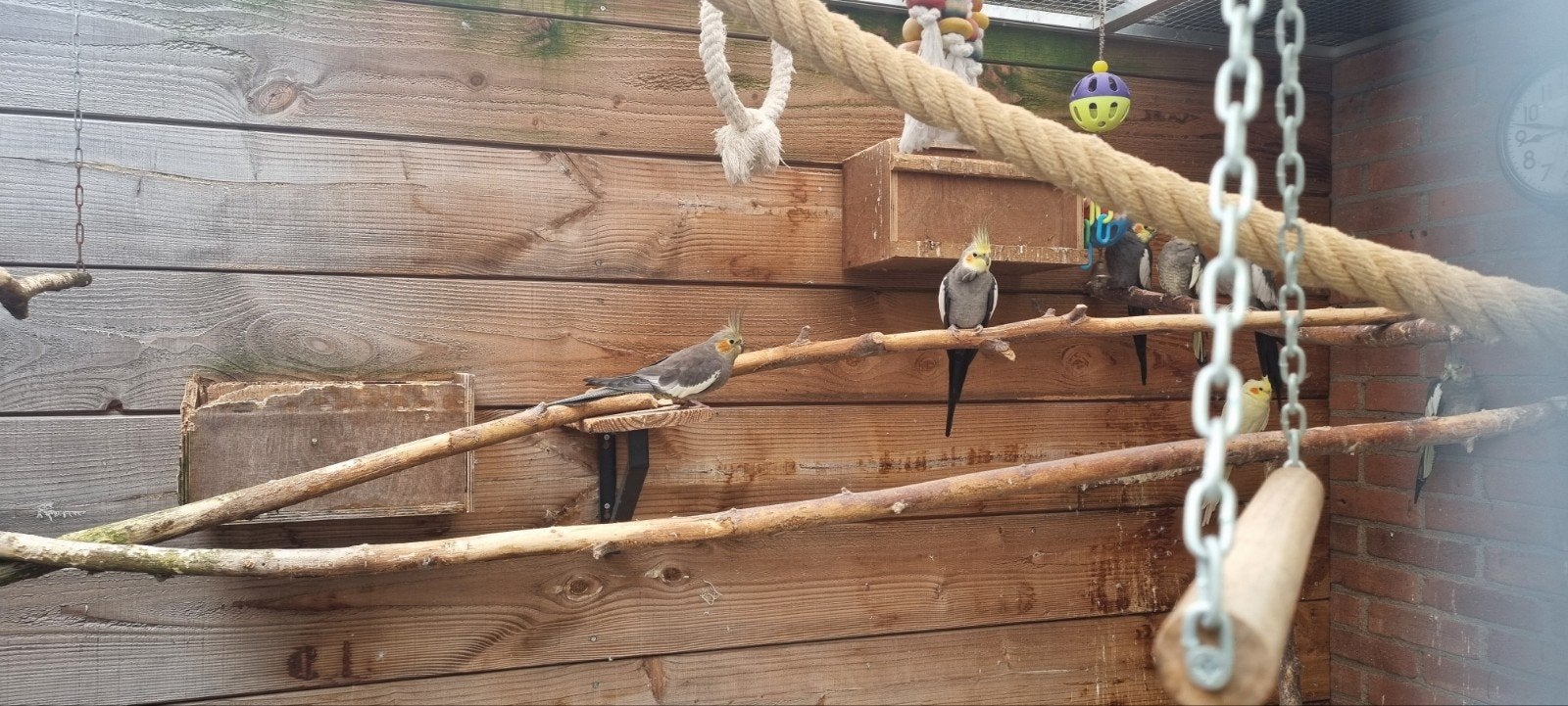 Goed huis gezocht voor 8 valkparkieten, Dieren en Toebehoren, Vogels | Parkieten en Papegaaien, Meerdere dieren, Parkiet, Tam